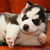 :iconsapphirebaby: