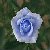:iconsapphirerose1990: