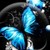 :iconsapphireshadow97: