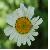 :iconsara--marie: