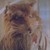 :iconsaragei16: