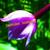 :iconsarah-haden: