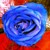 :iconsarah-sophie: