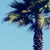 :iconsarahpatel: