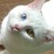 :iconsarahredqueen: