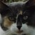 :iconsarahthecatlady: