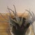 :iconsarahverie2: