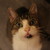 :iconsaraine: