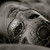 :iconsarart16: