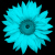 :iconsarashappiness: