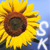 :iconsaratheeninja: