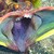 :iconsarcasticfringehead: