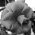 :iconsare-wildflower: