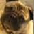 :iconsarebear86: