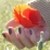:iconsarnowska: