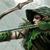 :iconsarvaeth:
