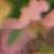 :iconsarzee: