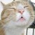 :iconsasadewo: