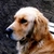 :iconsasha0100: