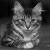 :iconsaskia-b: