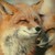 :iconsassyfox01: