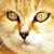 :iconsassyheart: