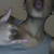 :iconsassysoli: