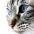 :iconsatarra: