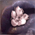 :iconsatine: