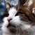 :iconsatschgi: