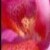 :iconsaucyabc: