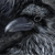 :iconsauthfe: