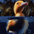 :iconsavagewind: