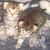 :iconsavannah1237: