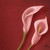 :iconsavannahhapsari: