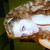 :iconsavannahrose-98: