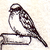 :iconSavannahSparrow: