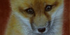 :iconsave-our-foxes: