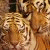 :iconsavetheexoticcats: