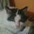 :iconsavgal2: