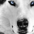 :iconsavpether: