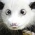 :iconsavvykatt: