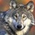 :iconsavwolf: