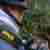 :iconsaxorrm: