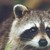 :iconsaya-chwan: