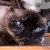 :iconsaya-neko-nyu: