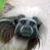 :iconSayart: