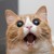 :iconsayomgwtf: