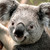:iconscalethornwolf: