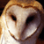 :iconscalyfinmare: